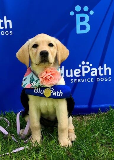 A Labrador puppy siting on green grass. Wearing a floral bandana, a pink flower, and a 'BluePath Service Dogs' harness. In the background is a blue banner with the 'BluePath' logo.